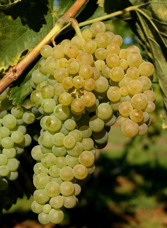 Trebbiano is one of the most acidic white wines.
