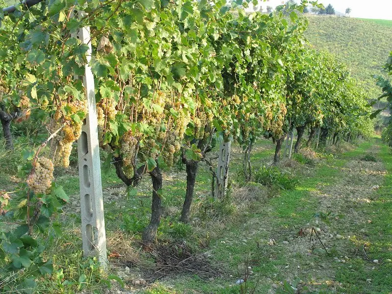 Trebbiano is one of the most acidic white wines.