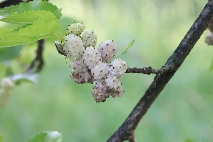 Tutovka &#8211; aged Caucasian mulberry moonshine