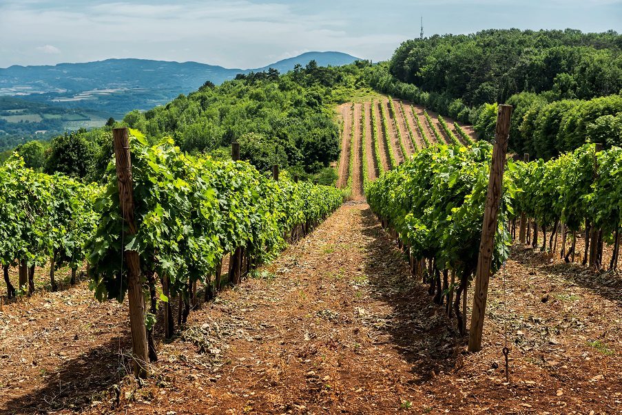 Varieties and characteristics of Serbian wines