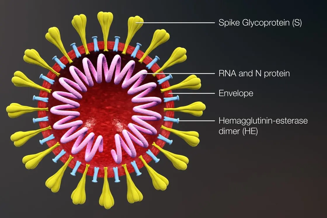 Viruses that cure us