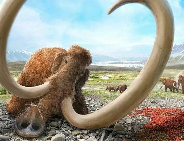 Vodka Mammoth: history, overview of species + interesting facts