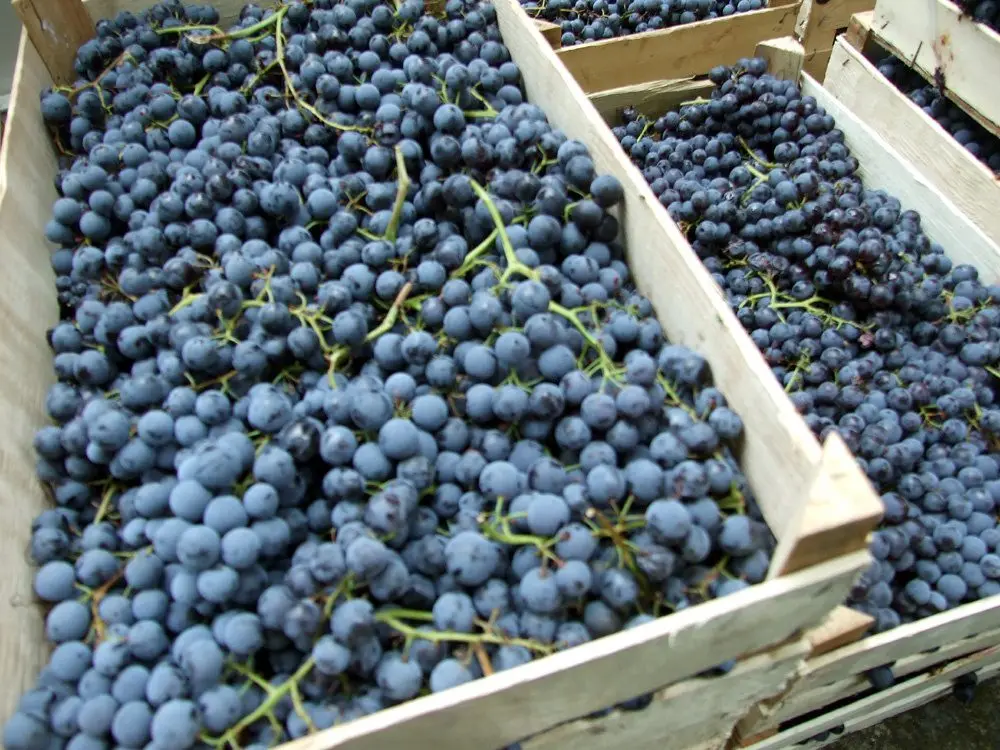 Vranac &#8211; the most famous Montenegrin wine