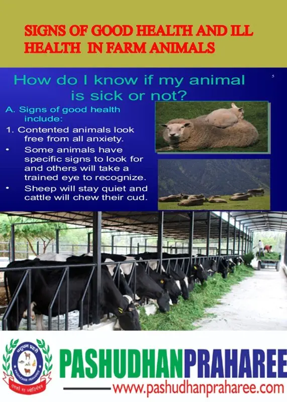 What animals are good for health?