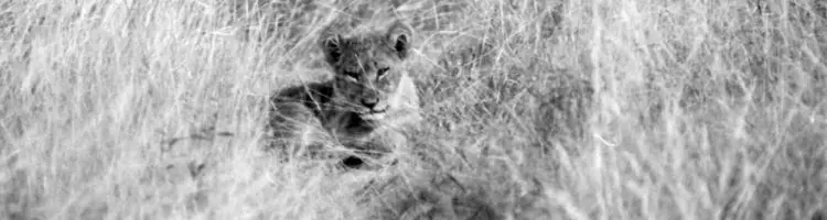 What is left of animals in us?