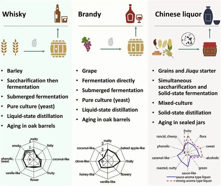 What is the difference between brandy and cognac: briefly and clearly