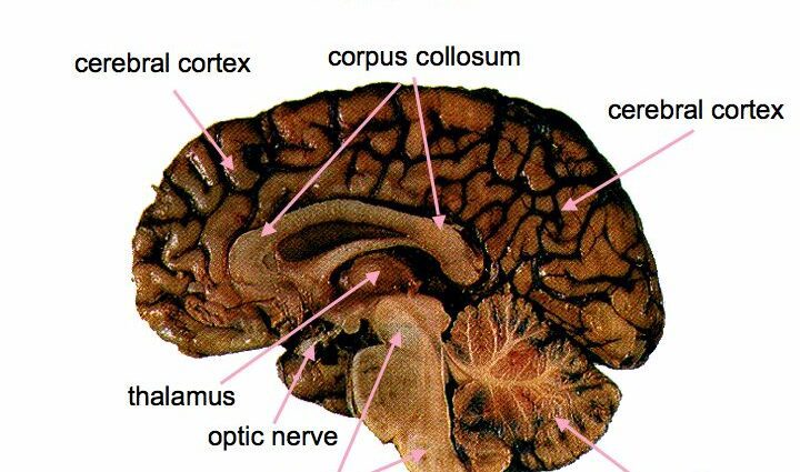 What the Brain Tells: Lecture Notes by Dick Swaab