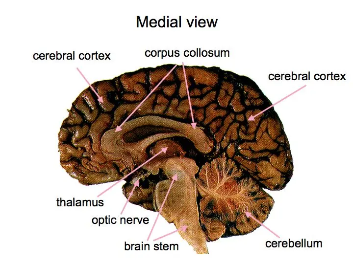 What the Brain Tells: Lecture Notes by Dick Swaab