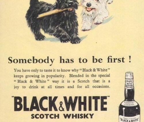 Whiskey Scotch Terrier: history, taste review, price + important note