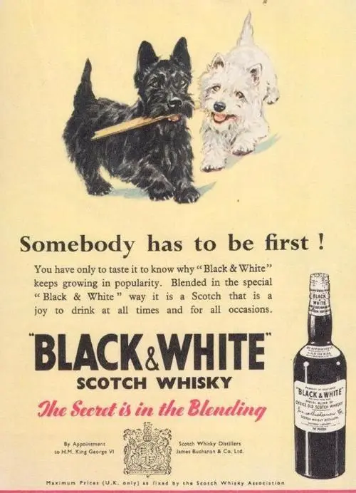 Whiskey Scotch Terrier: history, taste review, price + important note