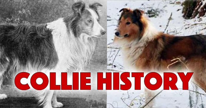 Whiskey Scottish Collie: history and overview of the drink