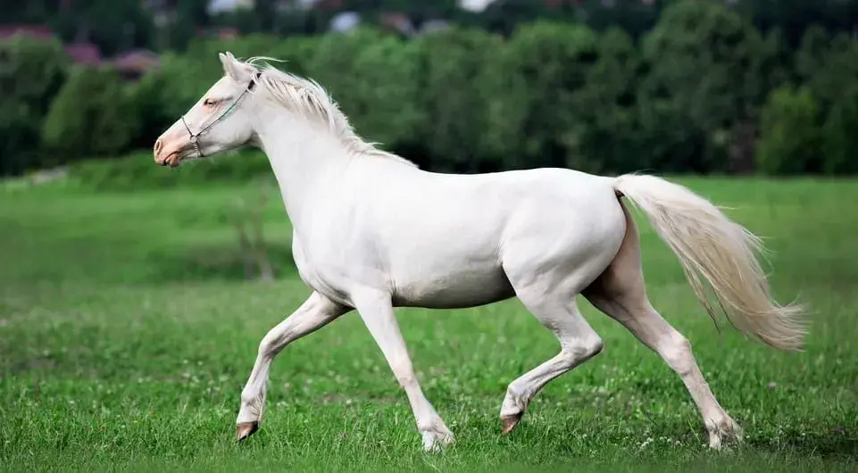 White Horse (White Horse or White Horse)