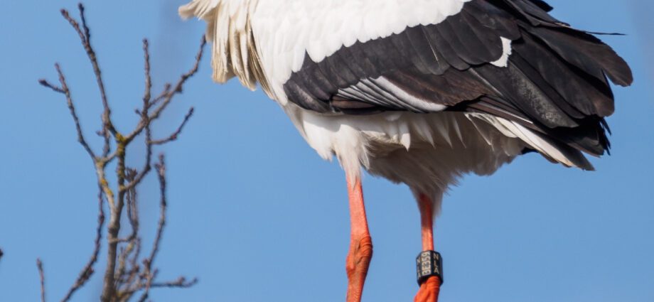 White stork