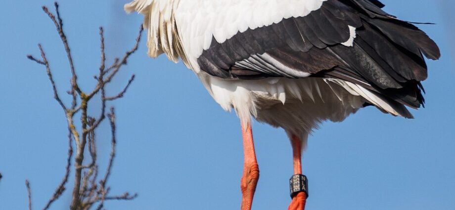 White stork: history, overview, species, interesting facts