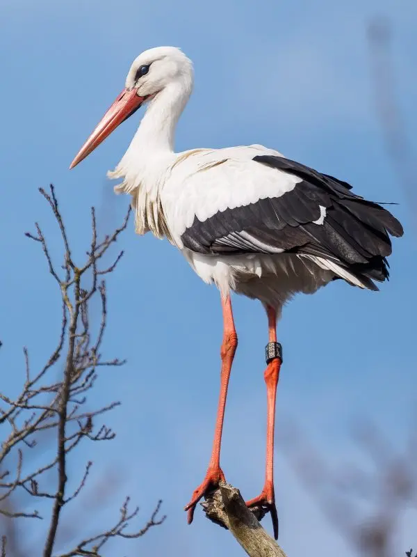 White stork: history, overview, species, interesting facts