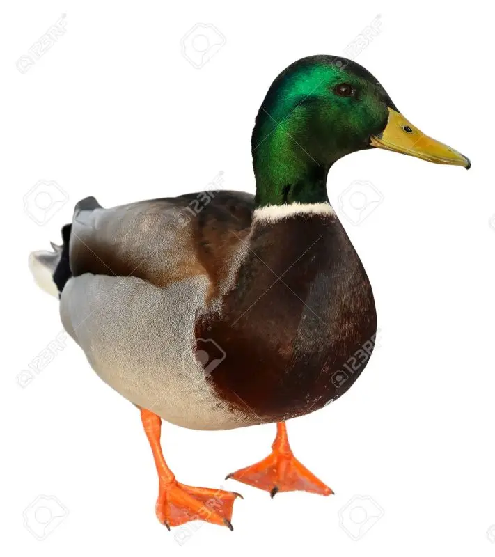 Wild Duck