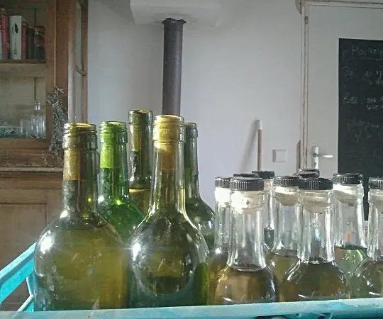 Wine from birch sap at home &#8211; two recipes