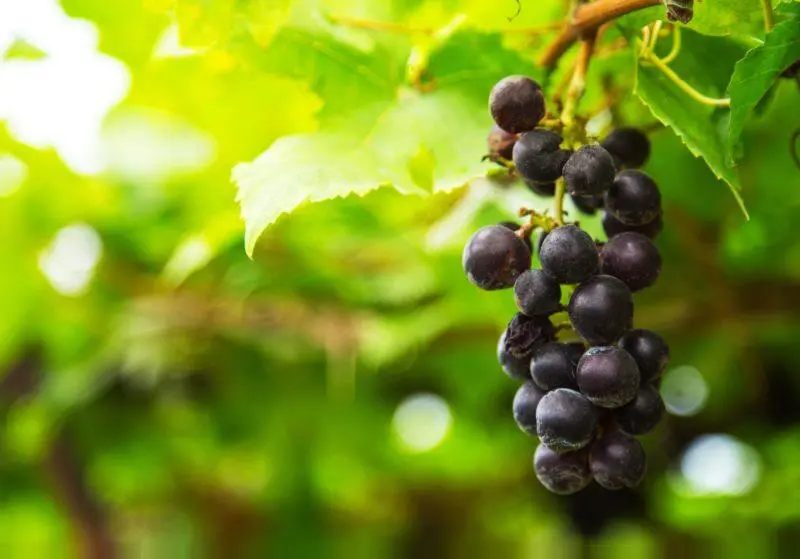 Wine from grapes at home. Step by step technology and recipe.