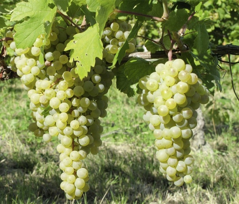 Wine Grüner Veltliner (Grüner Veltliner) &#8211; the flagship of Austrian winemaking