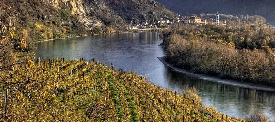 Wine Grüner Veltliner (Grüner Veltliner) &#8211; the flagship of Austrian winemaking