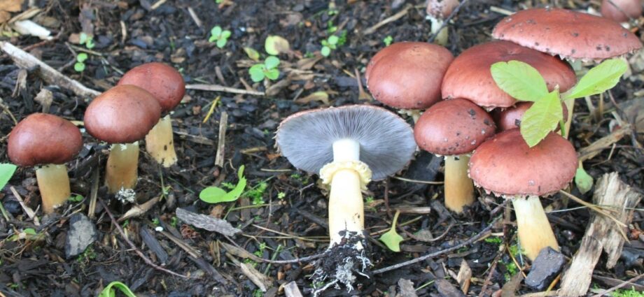 Wine mushroom: what is it + 2 universal recipes