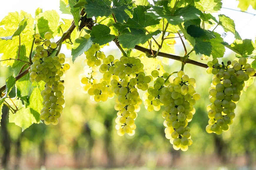 Wine Pinot Blanc (Pinot Blanc) &#8211; a close relative of Chardonnay