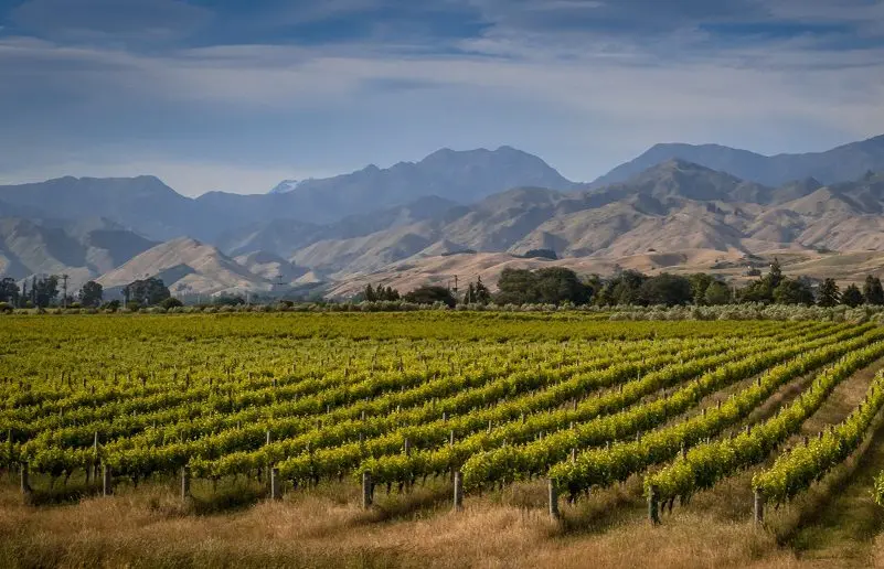 Wine Pinot Blanc (Pinot Blanc) &#8211; a close relative of Chardonnay