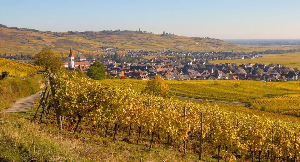 Wine Silvaner (Silvaner) &#8211; Riesling competitor