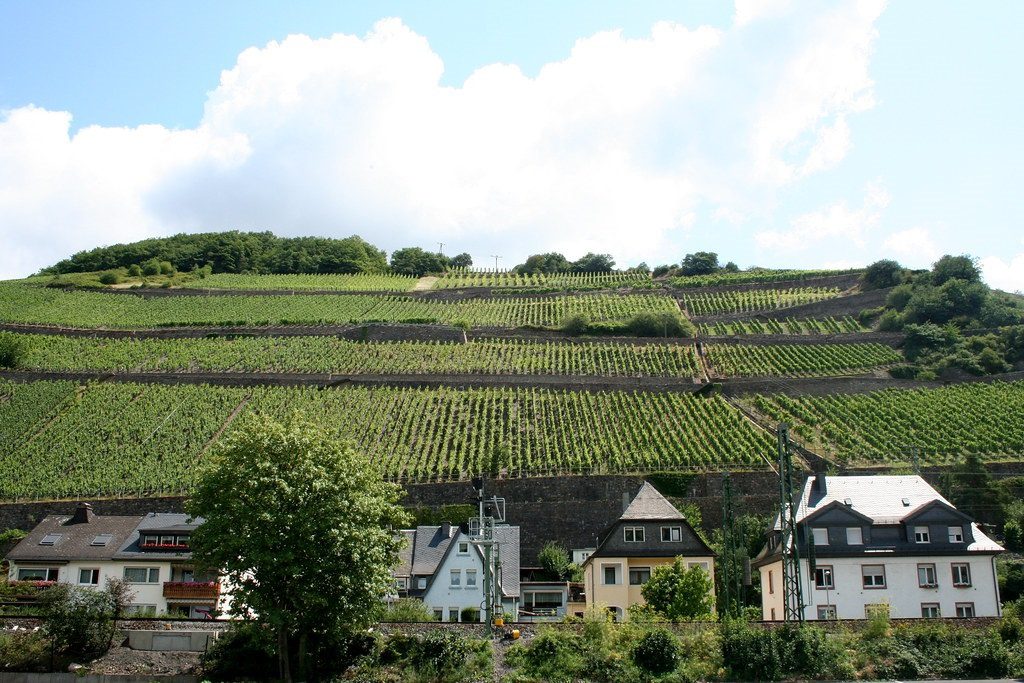 Wine Spätburgunder (German Pinot Noir)