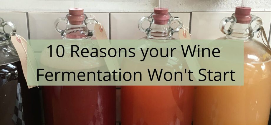 Wine stopped fermenting earlier than expected: 9 tips on what to do