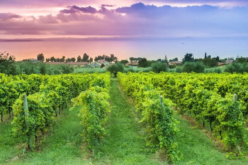 Wines Bardolino (Bardolino) &#8211; one of the wine &#8220;faces&#8221; of Italy