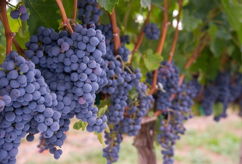 Wines from Merlot grapes (Merlot) &#8211; the modest charm of the classics