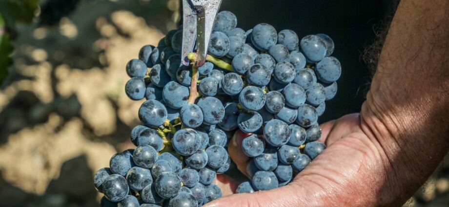 Wines from Merlot grapes (Merlot) &#8211; the modest charm of the classics