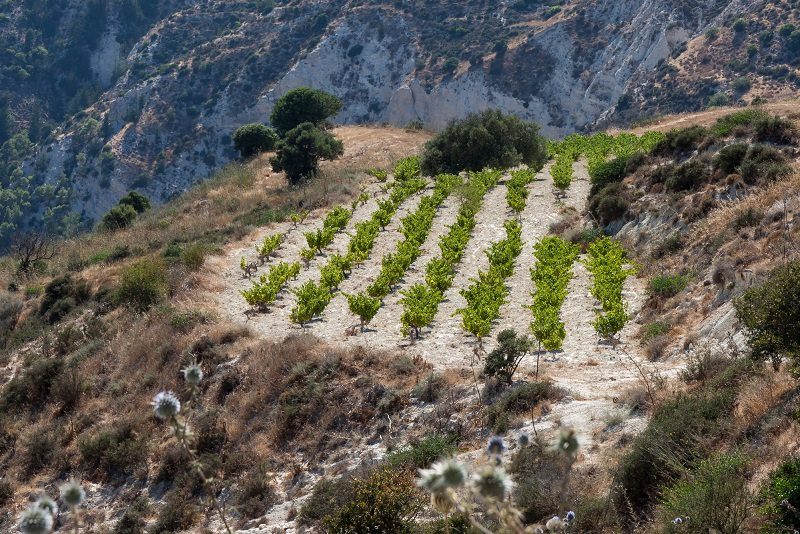 Wines of Cyprus &#8211; characteristics of drinks from the birthplace of Aphrodite