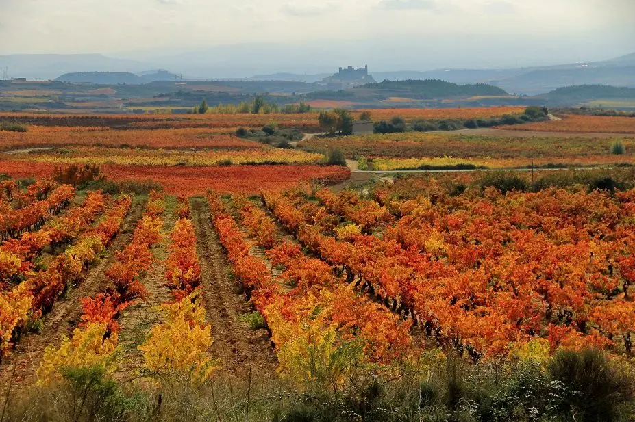 Wines of Rioja (Rioja wine) &#8211; the spirit of Spain in a glass