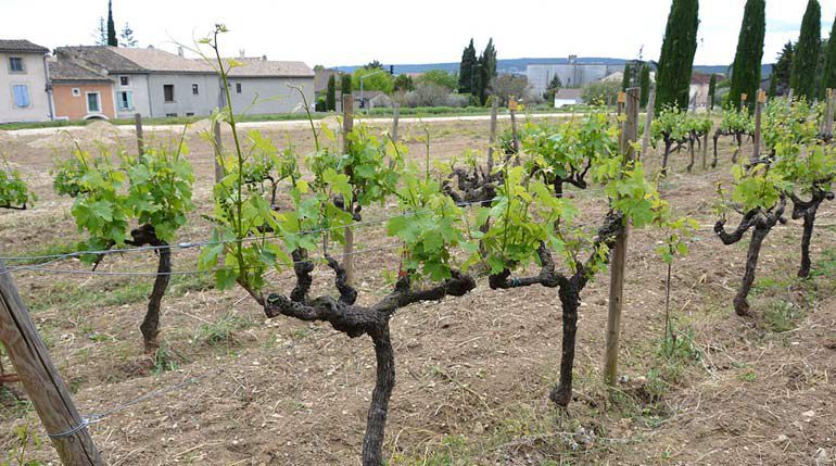 Zinfandel is a recognizable Californian wine.