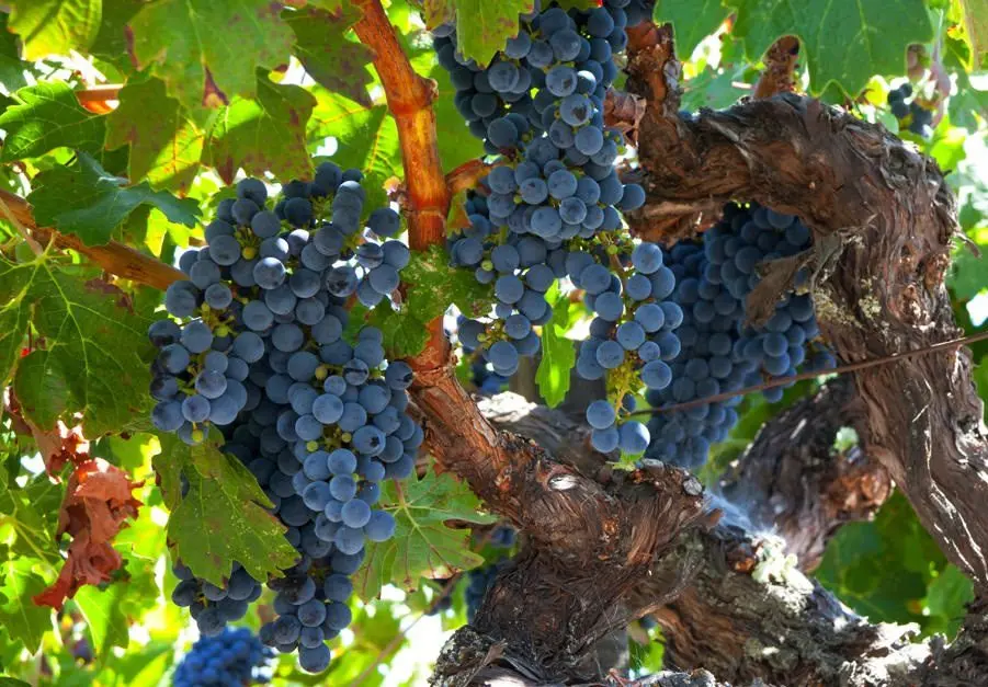 Zinfandel is a recognizable Californian wine.