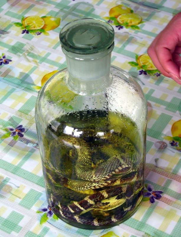 Zmeevka (wine or vodka with a snake) &#8211; an exotic spirit of the East