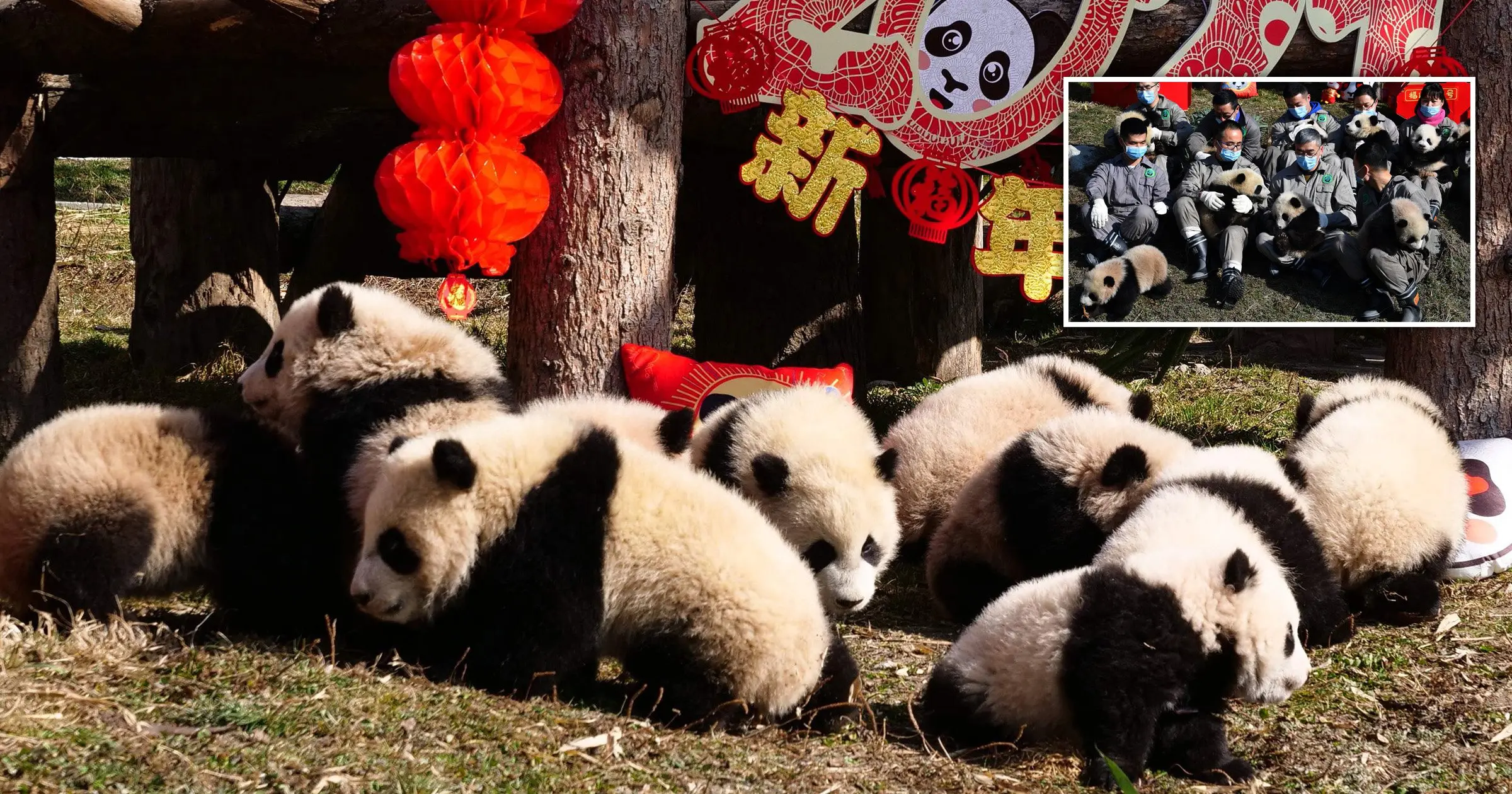 10 baby pandas first appeared in public on the eve of Chinese New Year