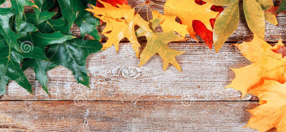 Autumn blanks: we save energy in the body to survive the winter