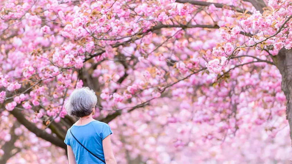 Cherry blossoms in Japan bloom earlier than usual for the first time in 1200 years