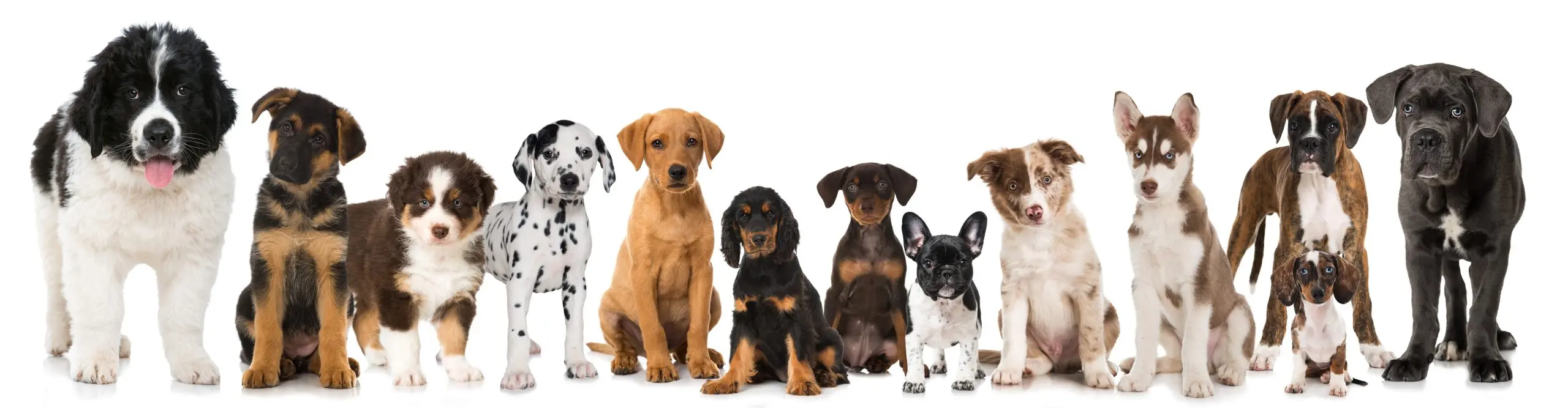 Choose a dog and live in harmony with it: advice from a zoopsychologist