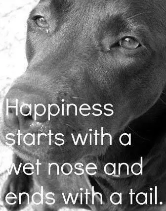 Four-legged happiness: pet love heals stress
