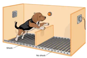 Learned helplessness: why do we think that nothing depends on us?