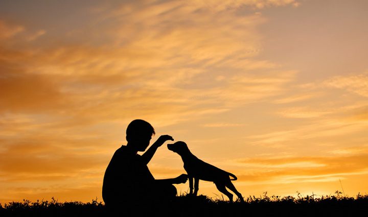 Man&#8217;s Friend: How Dogs Save People