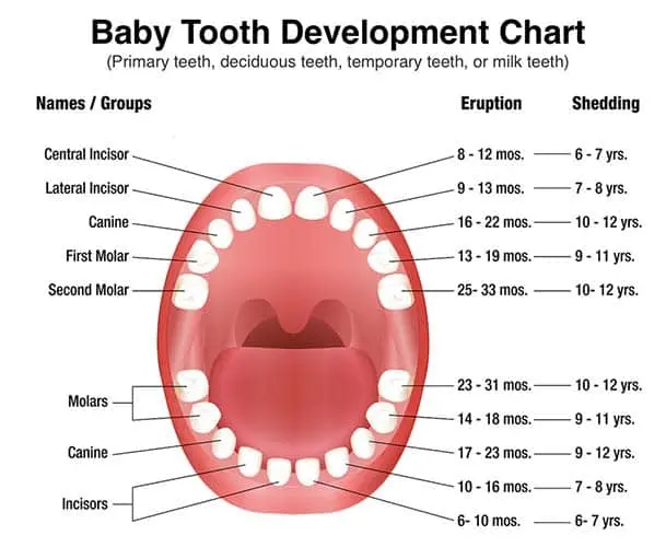 &#8220;Milk teeth&#8221;: a tale of elusive time