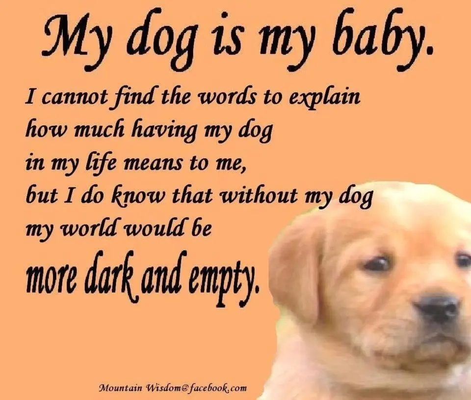 “My dog ​​is an idiot”: once again about the midlife crisis
