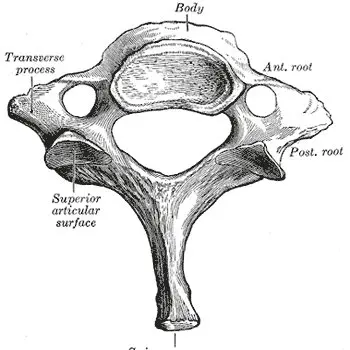 Seventh cervical vertebra: where does the will live?