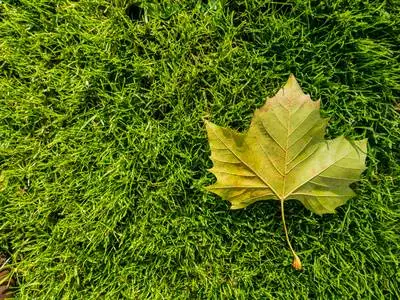 Spring leaf fall: how to deal with seasonal hair loss