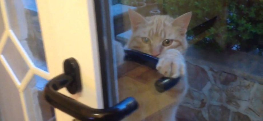 The cat tried to warn the owner about the disease, but she did not understand his &#8220;hints&#8221;